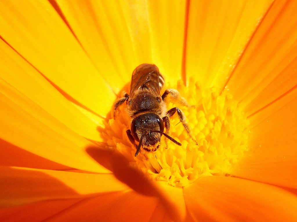 insect-5019775_1280(1)